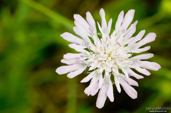 Gewöhnliche Einjährige Witwenblume, Knautia integrifolia, 	Geißblattgewächse (Caprifoliaceae),Blütenstand, Wegrand, Plage d'Arrone, Korsika, Frankreich