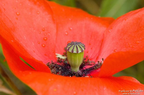 Klatsch-Mohn, Papaver rhoeas, Papaveraceae, Blüte mit Fruchtknoten, Plage d'Arone, Korsika, Frankreich