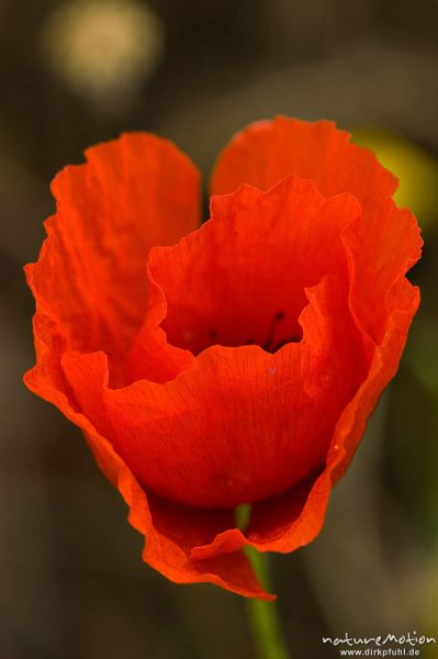 Klatsch-Mohn, Papaver rhoeas, Papaveraceae, Plage d'Arone, Korsika, Frankreich