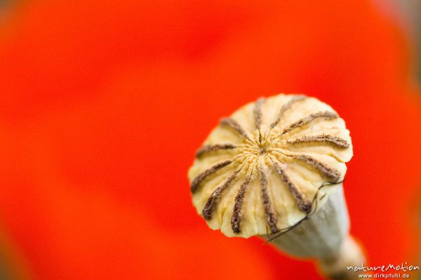 Klatsch-Mohn, Papaver rhoeas, Papaveraceae, Blüte mit Fruchtknoten, Plage d'Arone, Korsika, Frankreich