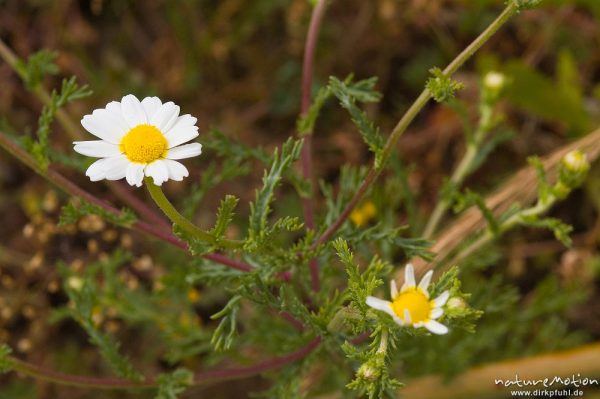 Acker-Hundskamille, Anthemis arvensis, Korbblütler (Asteraceae), Plage d'Arone, Korsika, Frankreich