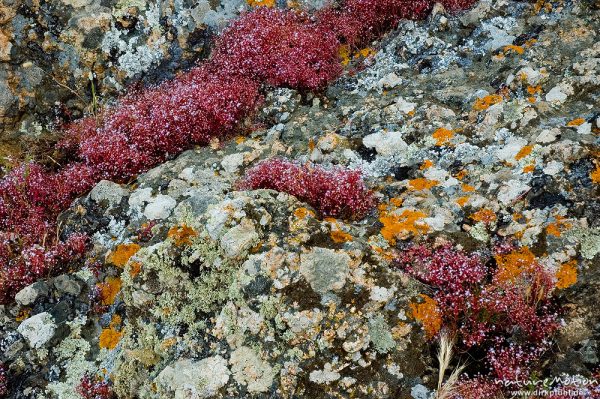 Blauer Mauerpfeffer, Sedum caeruleum, Crassulaceae, Bestand in Felsritzen, Capo Rosso, Korsika, Frankreich