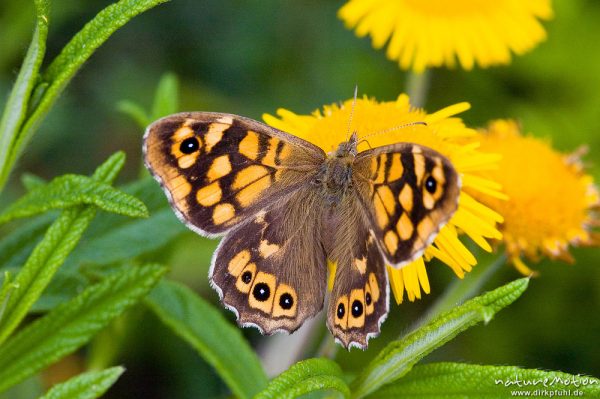 Mauerfuchs, Lasiommata megera, Nymphalidae, Weibchen, an Asteraceaenblüte, Calanche, Korsika, Frankreich