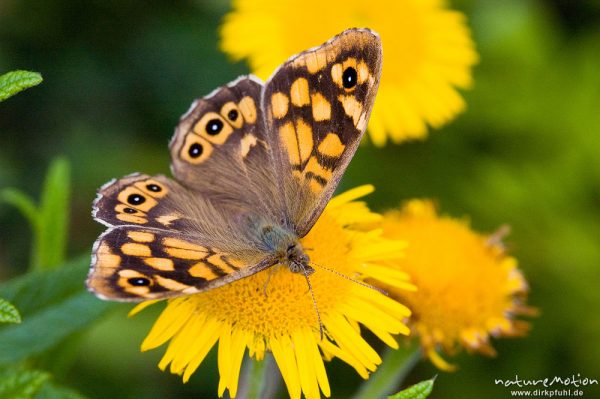 Mauerfuchs, Lasiommata megera, Nymphalidae, Weibchen, an Asteraceaenblüte, Calanche, Korsika, Frankreich