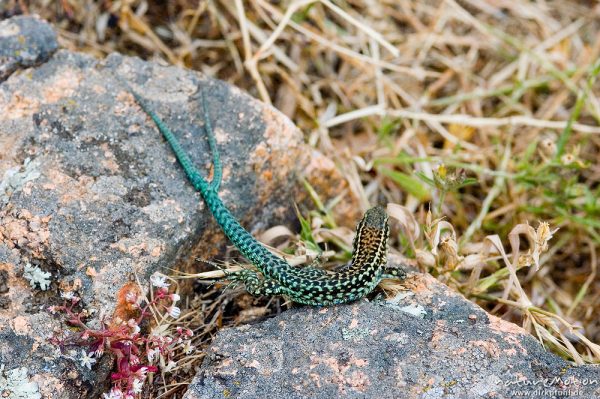 Tyrrhenische Mauereidechse, Podarcis tiliguerta, Lacertidae, Männchen mit zwei Schwanzspitzen, vermutlich durch unvollstädnige Autotomie, Calanche, Korsika, Frankreich