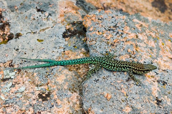 Tyrrhenische Mauereidechse, Podarcis tiliguerta, Lacertidae, Männchen mit zwei Schwanzspitzen, vermutlich durch unvollstädnige Autotomie, Calanche, Korsika, Frankreich