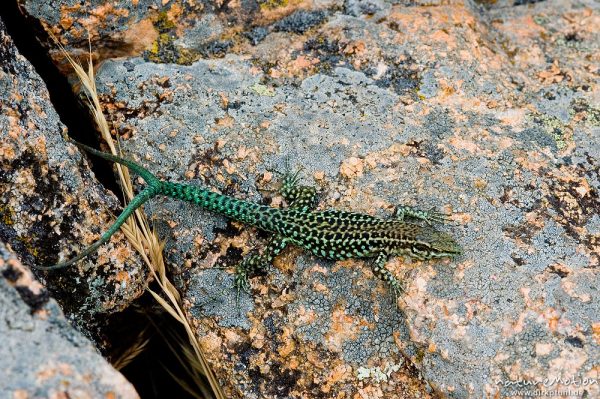 Tyrrhenische Mauereidechse, Podarcis tiliguerta, Lacertidae, Männchen mit zwei Schwanzspitzen, vermutlich durch unvollstädnige Autotomie, Calanche, Korsika, Frankreich