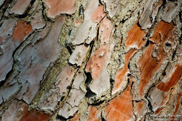 Schwarz-Kiefer, Laricio-Kiefer, Pinus nigra, Pinaceae, Borke, Calanche, Korsika, Frankreich