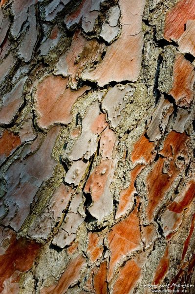 Schwarz-Kiefer, Laricio-Kiefer, Pinus nigra, Pinaceae, Borke, Calanche, Korsika, Frankreich