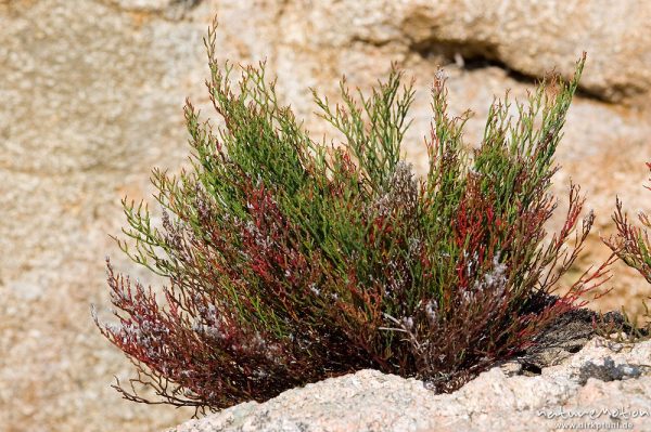 Korsischer Strandflieder, Limonium strictissimum, Plumbaginaceae, endemisch, Plage d'Arone, Korsika, Frankreich