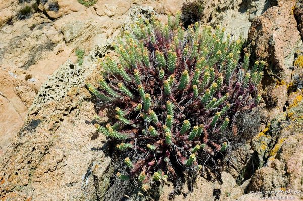 Pithyusen-Wolfsmilch, Euphorbia pithyusa, Euphorbiaceae, Plage d'Arone, Korsika, Frankreich