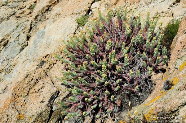 Pithyusen-Wolfsmilch, Euphorbia pithyusa, Euphorbiaceae, Plage d'Arone, Korsika, Frankreich