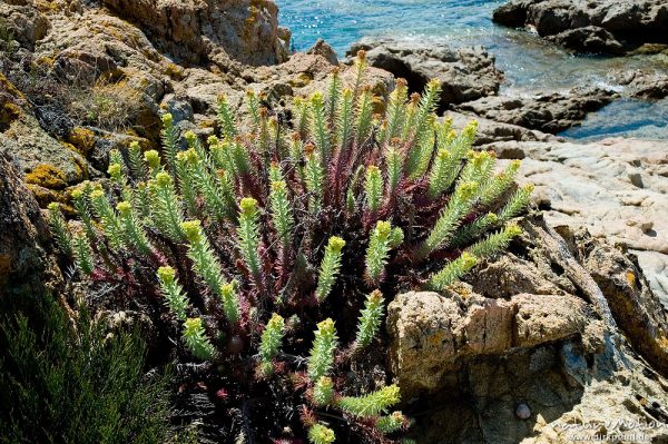 Pithyusen-Wolfsmilch, Euphorbia pithyusa, Euphorbiaceae, Plage d'Arone, Korsika, Frankreich