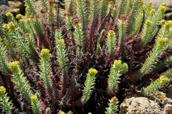 Pithyusen-Wolfsmilch, Euphorbia pithyusa, Euphorbiaceae, Plage d'Arone, Korsika, Frankreich