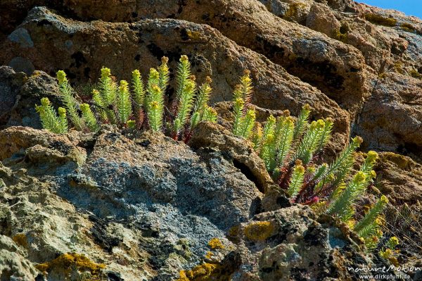 Pithyusen-Wolfsmilch, Euphorbia pithyusa, Euphorbiaceae, Plage d'Arone, Korsika, Frankreich