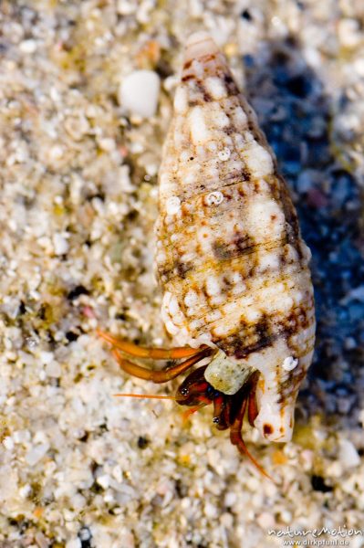 Einsiedlerkrebs, Pagurus prideaux, Paguridae, am Grund eines Gezeitenbeckens, Bodri, Korsika, Frankreich