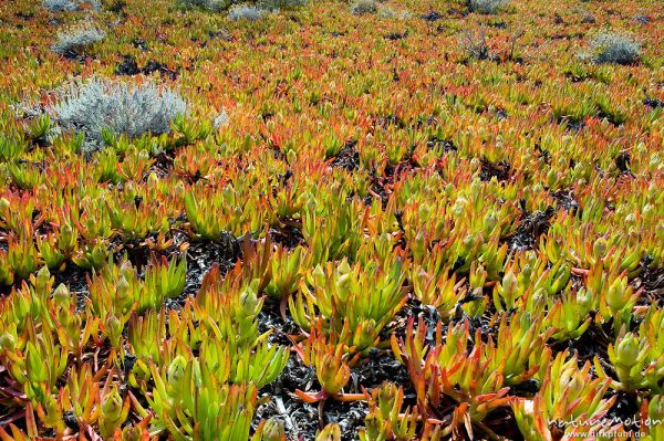 Küstenmittagsblume, Carpobrotus edulis, Aizoaceae, großer Bestand, Bodri, Korsika, Frankreich