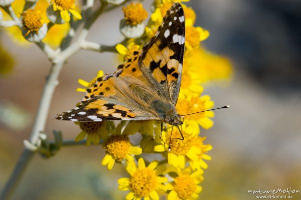 Diestelfalter, Vanessa cardui, Cynthia cardui, Nymphalidae, an Asteraceae, Küste bei Ile Rousse, Korsika, Frankreich