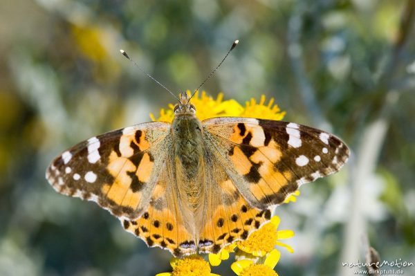 Diestelfalter, Vanessa cardui, Cynthia cardui, Nymphalidae, an Asteraceae, Küste bei Ile Rousse, Korsika, Frankreich