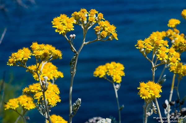 Cinarien Greiskraut, Weißfilziges Greiskraut, Senecio bicolor, Asteraceae, Ile Rousse, Korsika, Frankreich