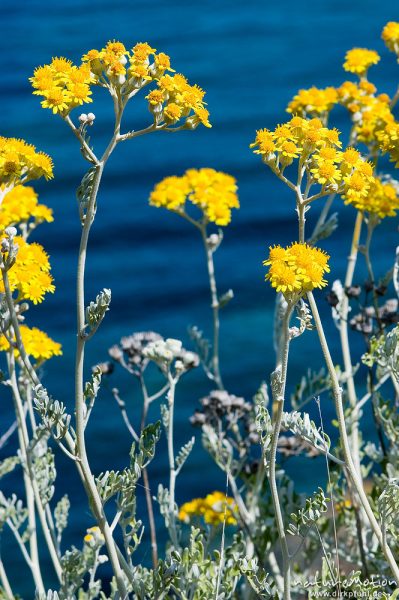 Cinarien Greiskraut, Weißfilziges Greiskraut, Senecio bicolor, Asteraceae, Ile Rousse, Korsika, Frankreich