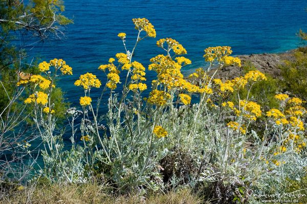 Cinarien Greiskraut, Weißfilziges Greiskraut, Senecio bicolor, Asteraceae, Ile Rousse, Korsika, Frankreich