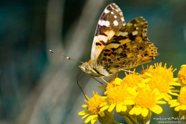 Diestelfalter, Vanessa cardui, Cynthia cardui, Nymphalidae, an Asteraceae, Küste bei Ile Rousse, Korsika, Frankreich