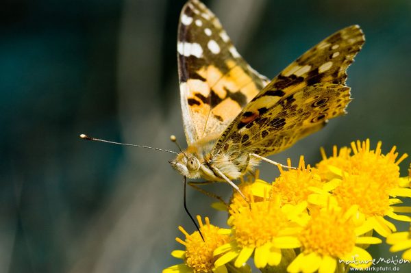 Diestelfalter, Vanessa cardui, Cynthia cardui, Nymphalidae, an Asteraceae, Küste bei Ile Rousse, Korsika, Frankreich