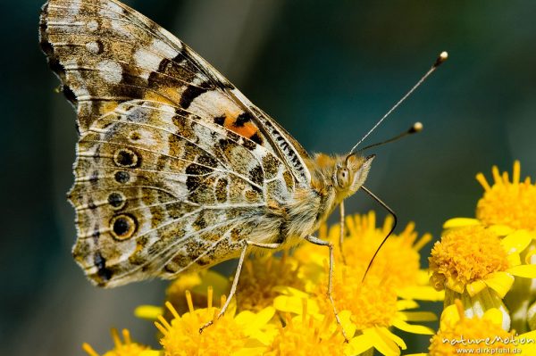 Diestelfalter, Vanessa cardui, Cynthia cardui, Nymphalidae, an Asteraceae, Küste bei Ile Rousse, Korsika, Frankreich