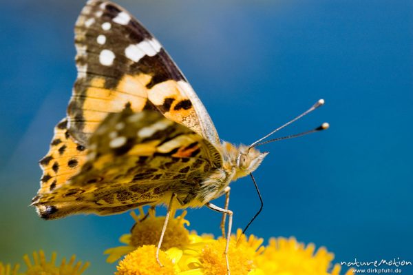 Diestelfalter, Vanessa cardui, Cynthia cardui, Nymphalidae, an Asteraceae, Küste bei Ile Rousse, Korsika, Frankreich