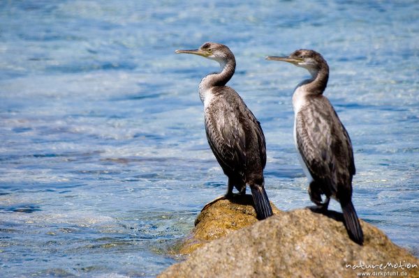 Krähenscharbe, Phalacrocorax aristotelis, Kormorane (Phalacrocoracidae), zwei Tiere auf Felsen am Meer, Ile Rousse, Korsika, Frankreich