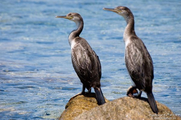 Krähenscharbe, Phalacrocorax aristotelis, Kormorane (Phalacrocoracidae), zwei Tiere auf Felsen am Meer, Ile Rousse, Korsika, Frankreich