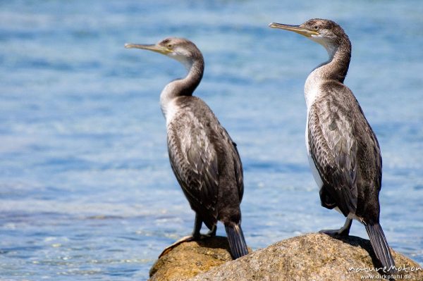 Krähenscharbe, Phalacrocorax aristotelis, Kormorane (Phalacrocoracidae), zwei Tiere auf Felsen am Meer, Ile Rousse, Korsika, Frankreich