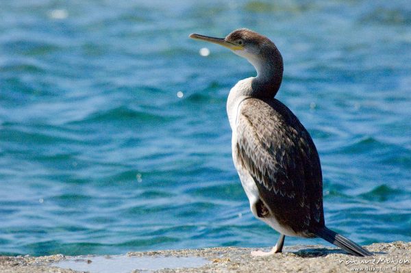 Krähenscharbe, Phalacrocorax aristotelis, Kormorane (Phalacrocoracidae), Tier auf Felsen am Meer, Ile Rousse, Korsika, Frankreich