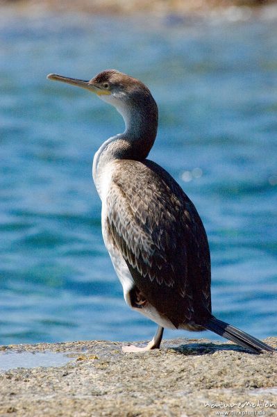 Krähenscharbe, Phalacrocorax aristotelis, Kormorane (Phalacrocoracidae), Tier auf Felsen am Meer, Ile Rousse, Korsika, Frankreich