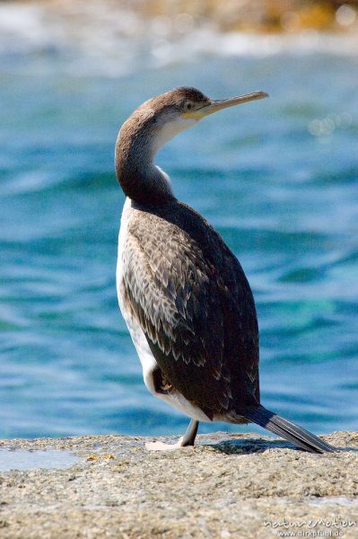 Krähenscharbe, Phalacrocorax aristotelis, Kormorane (Phalacrocoracidae), Tier auf Felsen am Meer, Ile Rousse, Korsika, Frankreich