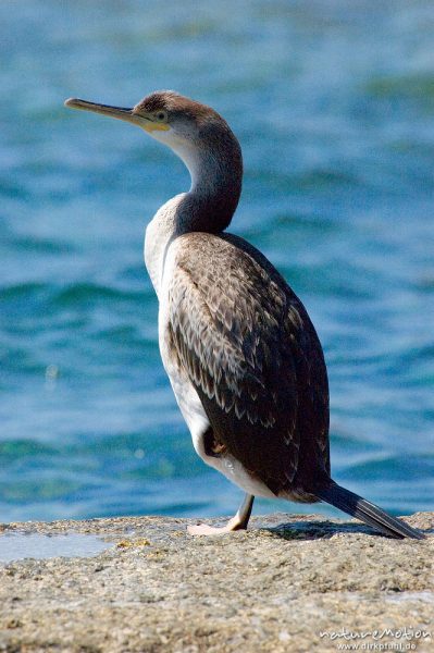 Krähenscharbe, Phalacrocorax aristotelis, Kormorane (Phalacrocoracidae), Tier auf Felsen am Meer, Ile Rousse, Korsika, Frankreich