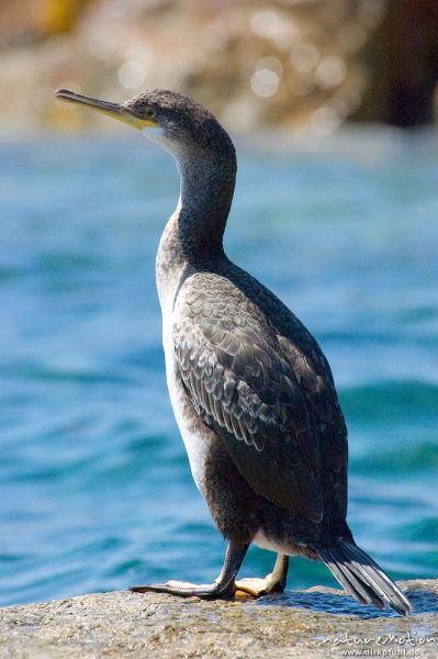 Krähenscharbe, Phalacrocorax aristotelis, Kormorane (Phalacrocoracidae), Tier auf Felsen am Meer, Ile Rousse, Korsika, Frankreich