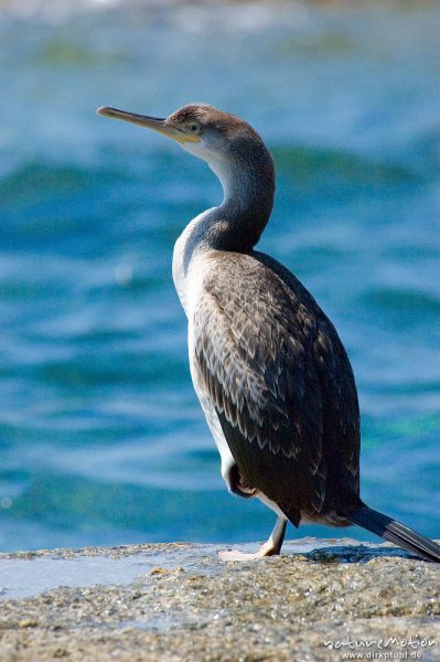 Krähenscharbe, Phalacrocorax aristotelis, Kormorane (Phalacrocoracidae), Tier auf Felsen am Meer, Ile Rousse, Korsika, Frankreich