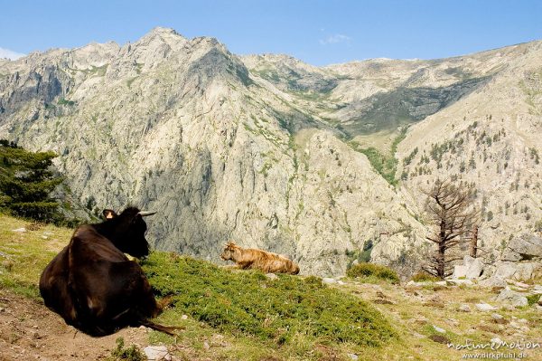 Hausrind, Bos taurus, Bovidae, Kühe auf Bergweide, Restonica-Tal, Korsika, Frankreich