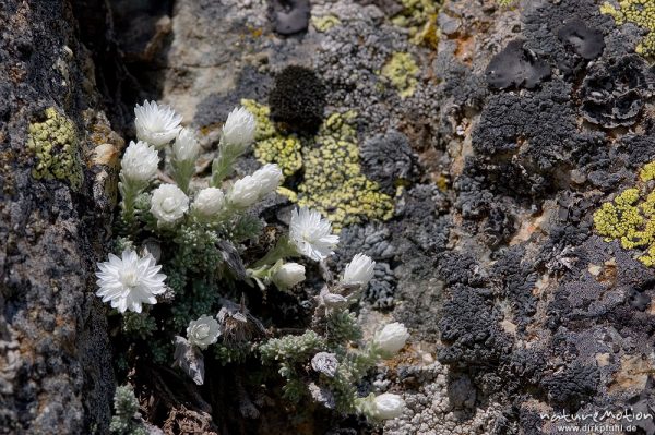 Korsisches Edelweiss, Helichysum frigidum, Asteraceae, endemisch, in Felsspalte zwischen Flechten, Aufstieg zum Lac de l'Oriente, Korsika, Frankreich