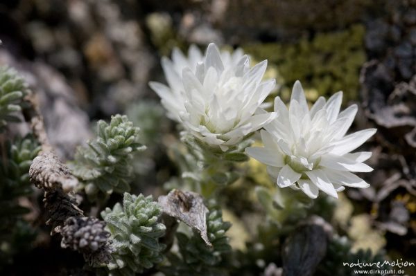 Korsisches Edelweiss, Helichysum frigidum, Asteraceae, endemisch, in Felsspalte zwischen Flechten, A, Korsika, Frankreich