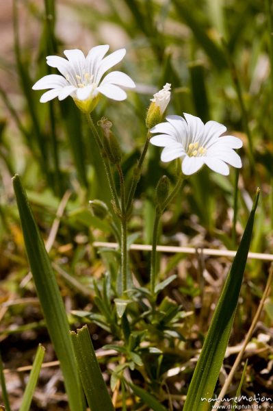 Soleirol Hornkraut, Cerastium soleirolii (Korsika Endemit), Caryophyllaceae, vielleicht auch C. arvense, unterhalb Lac de l'Oriente, Korsika, Frankreich