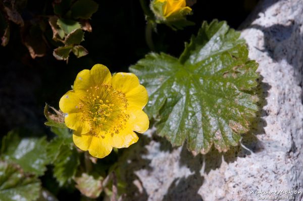 ? Ranunculus marschlinsii (Korsika Endemit), Lac de l'Oriente, Korsika, Frankreich