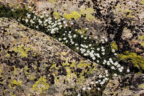Soleirol Hornkraut, Cerastium soleirolii (Korsika Endemit), Caryophyllaceae, vielleicht auch C. arvense, Lac de l'Oriente, Korsika, Frankreich