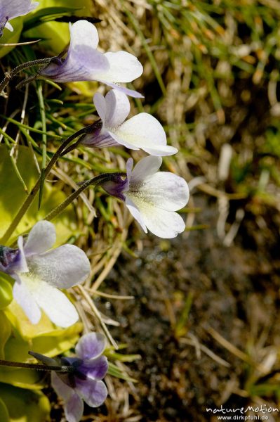 Korsisches Fettkraut, Pinguicula corsica, Lentibulariaceae, endemisch, Lac de l'Oriente, Korsika, Frankreich