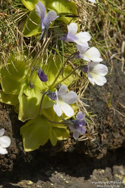 Korsisches Fettkraut, Pinguicula corsica, Lentibulariaceae, endemisch, Lac de l'Oriente, Korsika, Frankreich