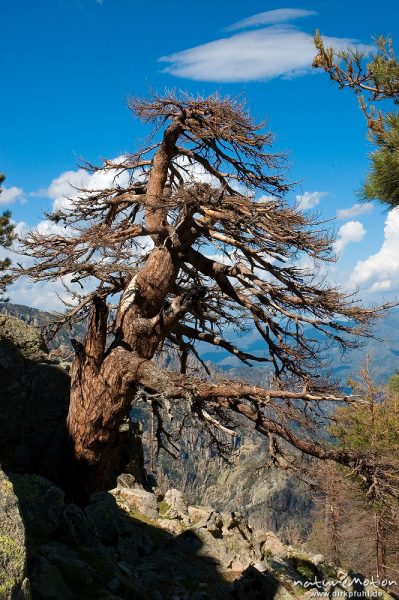 Schwarz-Kiefer, Laricio-Kiefer, Pinus nigra, Pinaceae, abgestorbener Baum oberhalb Bergerie Timozzo am Fuss des Monte Rotondo, Korsika, Frankreich