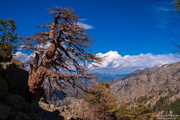 Schwarz-Kiefer, Laricio-Kiefer, Pinus nigra, Pinaceae, abgestorbener Baum oberhalb Bergerie Timozzo am Fuss des Monte Rotondo, Korsika, Frankreich