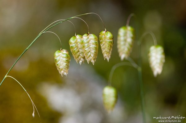 Großes Zittergras, Briza maxima, Poaceae, Campingplatz Tuani, Restonica-Tal, Korsika, Frankreich